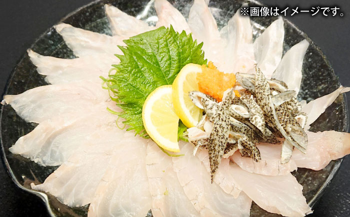 壱岐産　幻天然クエ　3枚おろし　10kg～15kg《壱岐市》 【みやげ処 縁由】 [JBJ021]