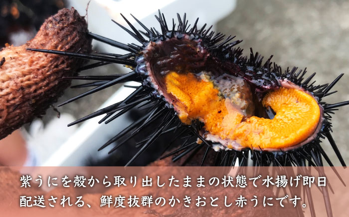 【先行予約】壱岐産紫うに（かきおとし）【2026年5月以降順次発送】 《壱岐市》【壱岐島　玄海屋】[JBS026] ウニ 紫ウニ 33000 33000円