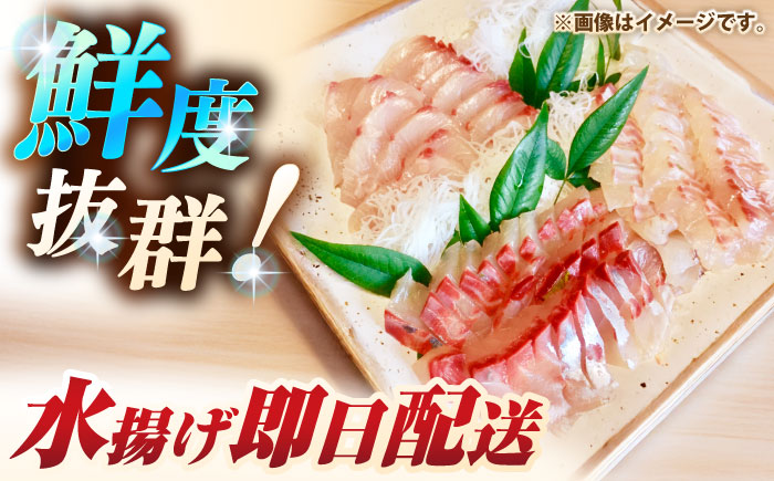 壱岐島産天然ヒラマサ（10キロ台・三枚おろし） 《壱岐市》【壱岐島　玄海屋】[JBS083] ヒラマサ 魚 刺身 煮物 カルパッチョ お寿司  310000 310000円 31万円