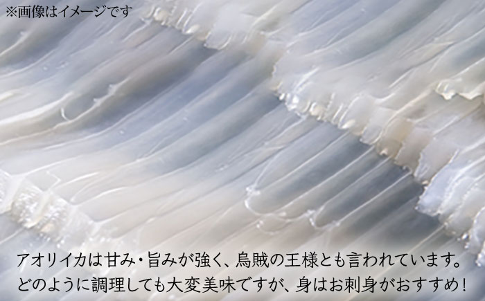 アオリイカ 1,500g前後 《壱岐市》【ヤマグチ】[JCG019] いか あおりいか 28000 28000円