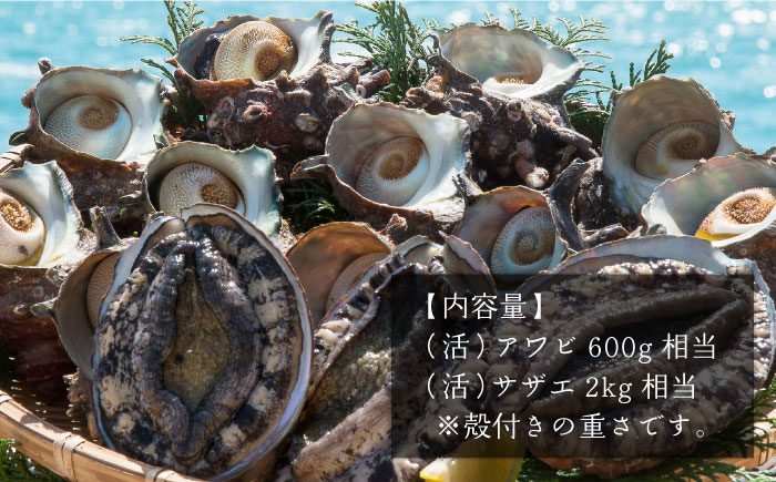 活 アワビ 600g サザエ 2kg セット 《壱岐市》【丸和水産】[JCJ003] 46000 46000円