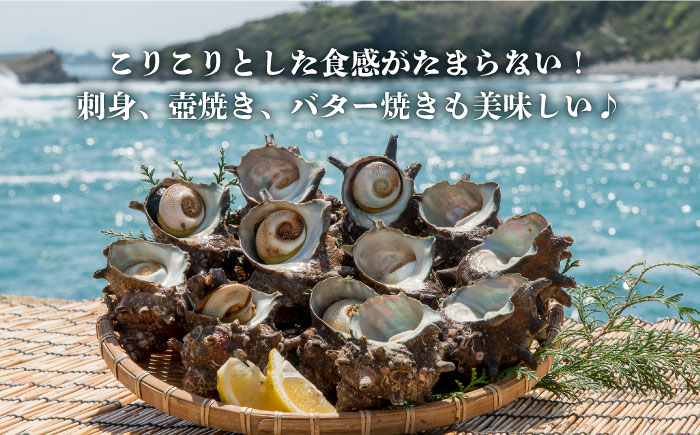 活 サザエ 2kg 《壱岐市》【丸和水産】[JCJ005] 16000 16000円