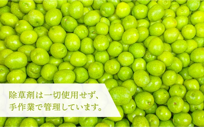 【数量限定】オリーブの新漬け（100g × 3袋） [JDU008] オリーブ おつまみ  17000 17000円