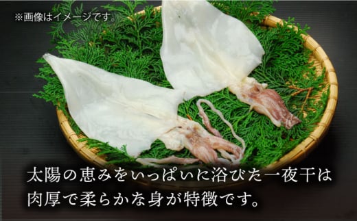 剣先イカ 一夜干 （小） 3杯 《壱岐市》【株式会社マルショウ】 いか  剣先いか セット おつまみ 一夜干し [JEW005] 14000 14000円 のし ギフト