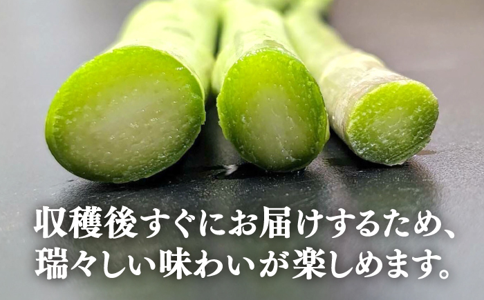 【先行予約】【アスパラガス専門農家が作る！】壱岐産アスパラガス1kg(Lサイズ)【2026年3月以降順次発送】《壱岐市》【きたじま農園】国産 冷蔵配送 産地直送 朝採れ 新鮮 [JGI003]