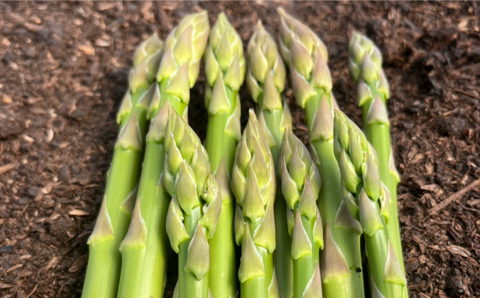 【先行予約】壱岐産 訳アリ アスパラ 1kg【2026年3月下旬以降順次発送】≪壱岐市≫【アスパラガス専門やまかわ屋】国産 冷蔵配送 産地直送 新鮮 [JGZ001]
