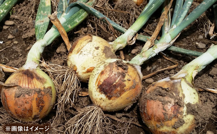 壱岐市産 玉ねぎ 3kg 《壱岐市》【ようさんのとまと】 たまねぎ タマネギ 玉ねぎ 玉葱 オニオン 国産 野菜 旬 [JHC003]