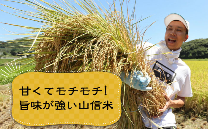 壱岐産 山信米 3kg《壱岐市》【イキテイク合同会社】 穀物 [JFG002] 17000 17000円