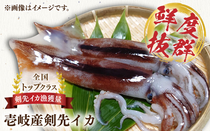 刺身用 剣先イカ 約2kg（急速冷凍）《壱岐市》【魚助】 イカ いか 剣先いか ケンサキイカ刺し身  鮮魚 海鮮 [JFX001]