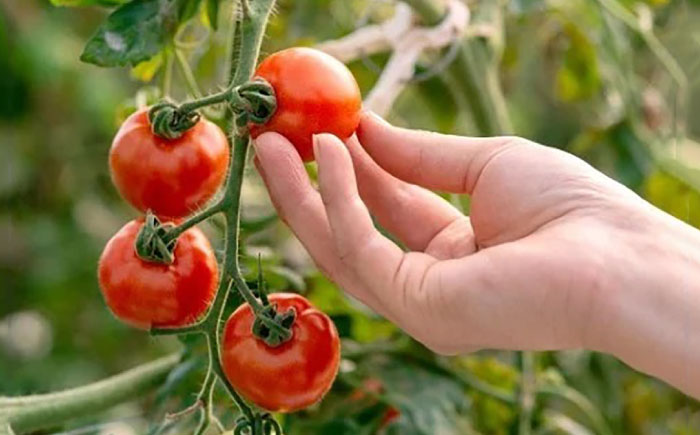 トマト 壱岐あかね  3箱(5個-10個×9パック) 《壱岐市》【フレッシュメイト壱岐】[JAZ003]  野菜 農産物 天然酵母 完熟 22000 22000円