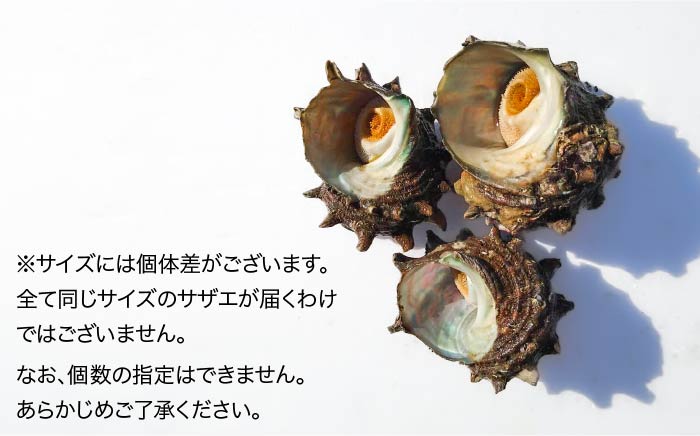 サザエ さざえ 約1.5kg Bサイズ(60g～100g/個) 壱岐市 【マルショウ水産】 [JBB005] 17000 17000円