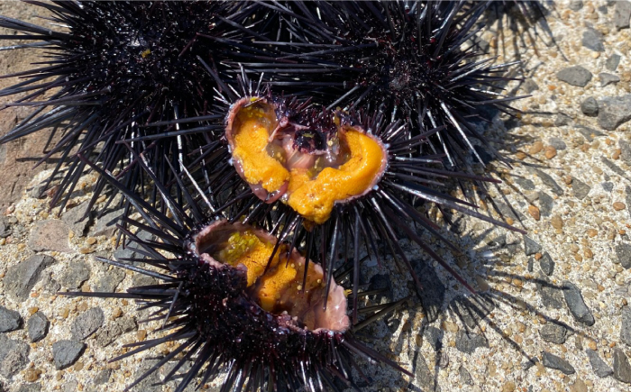 【全2回定期便】壱岐産 うにめしの素《壱岐市》【メイリ・キッチン】 うに 雲丹 ウニ うに飯 混ぜご飯 定期便 [JBD064]