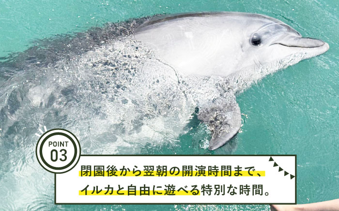 イルカに癒される極上の体験。１組限定！イルカと泊まるドルフィングランピング《壱岐市》【壱岐イルカパーク＆リゾート】 [JBF041]