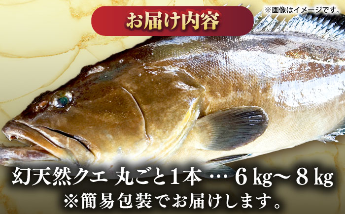 壱岐産　幻天然クエ　丸ごと1本　6kg～8kg《壱岐市》 【みやげ処 縁由】 [JBJ017]