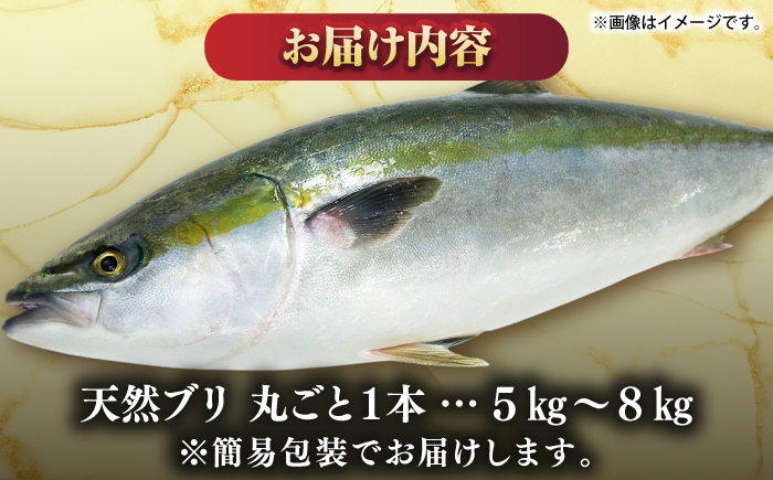 【正月用】　壱岐産　天然ブリ　まるごと1本　5kg～8kg《壱岐市》 【みやげ処 縁由】 [JBJ023]