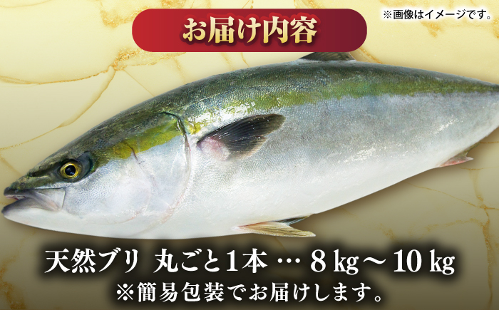 【正月用】　壱岐産　天然ブリ　丸ごと1本　8kg～10kg《壱岐市》 【みやげ処 縁由】 [JBJ025]