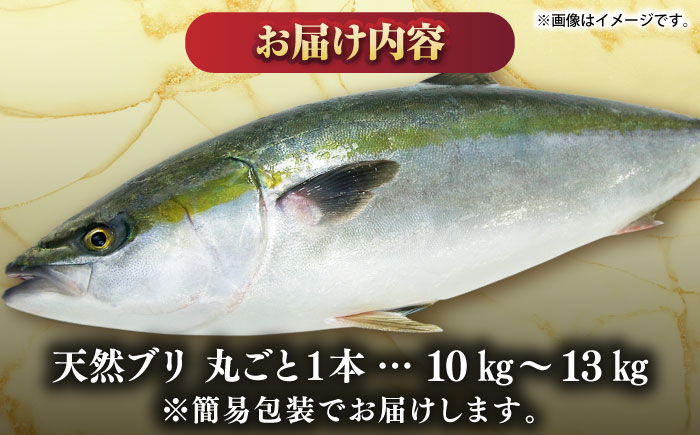 壱岐産　天然ブリ　丸ごと1本　10kg～13kg《壱岐市》 【みやげ処 縁由】 [JBJ033]