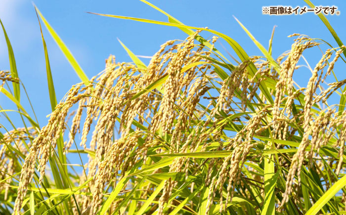 壱岐産米 なつほのか 5kg《壱岐市》【壱岐市農業協同組合】[JBO149]