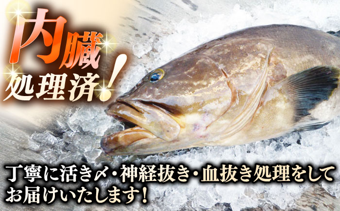 天然クエ（5キロ台・3枚おろし） 《壱岐市》【壱岐島　玄海屋】[JBS058] 魚 刺身 しゃぶしゃぶ  370000 370000円 37万円