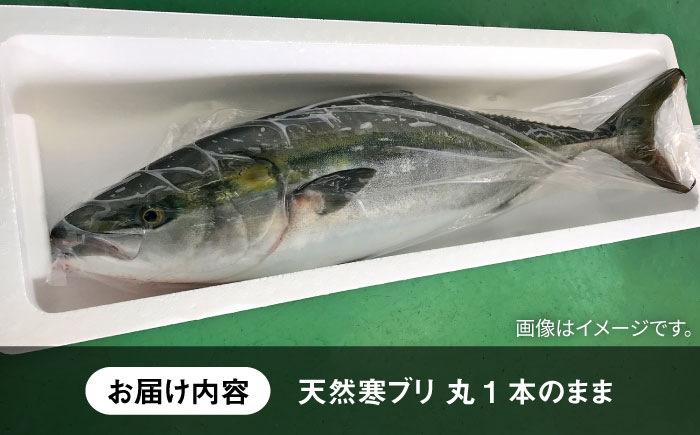 壱岐島産天然寒ブリ（12ｷﾛ台・丸もの） [JBS108]