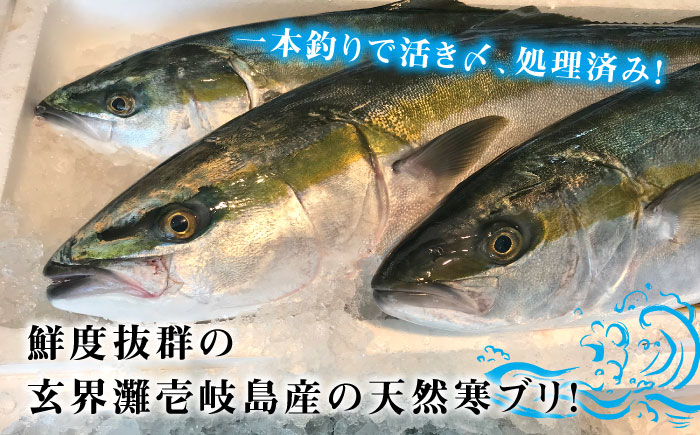 【12/20～翌1/5お届け】壱岐島産天然寒ブリ よか嫁ぶり（4キロ台・丸もの）《壱岐市》【壱岐島 玄海屋】 [JBS130] 4キロ台