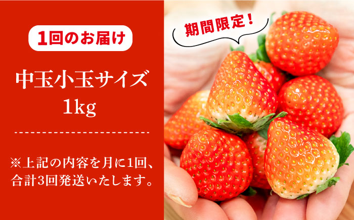 【先行予約】【全3回定期便】お徳用 いちご 1kg 苺 バラ詰め ゆめのか 恋みのり ゴロゴロ生 イチゴ 中玉小玉サイズ【2026年2月以降順次発送】《壱岐市》【蒼花】 [JEO004]