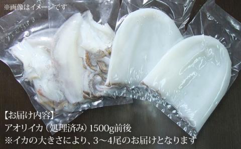 アオリイカ 1,500g前後 《壱岐市》【ヤマグチ】[JCG019] いか あおりいか 28000 28000円