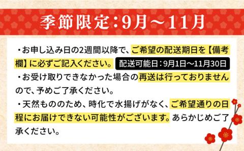【9月～11月限定】 天然 クエ 丸もの 1本 3～5kg（鍋・刺身 5～10人用）《壱岐市》【丸和水産】[JCJ011] 100000 100000円 10万円
