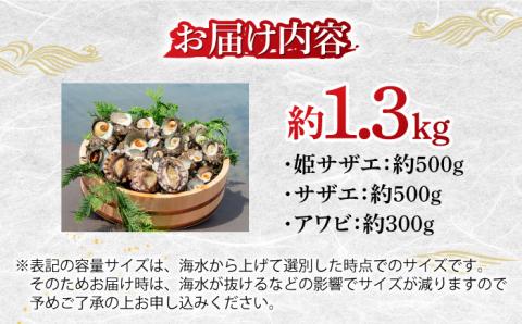 アワビ サザエ 計1.3kg セット 《壱岐市》【マルショウ水産】[JBB001] 38000 38000円