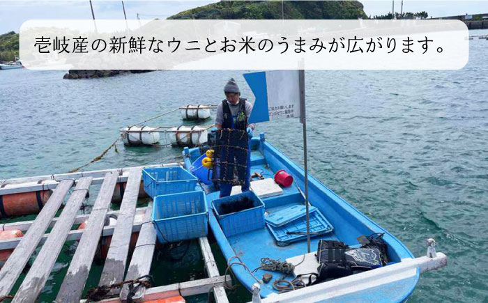 レンジで簡単 うに飯4個セット 味噌玉付き【シーガルイン】《壱岐市》【シーガルイン】[JAB004]  ご飯 味噌 みそ 炊き込み 14000 14000円