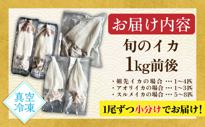 【年内発送】旬のイカ刺身1kg前後《壱岐市》【馬渡水産】イカ いか 烏賊 剣先 アオリ あおり スルメ するめ  海鮮 魚貝 冷凍配送 産地直送 [JAQ027]
