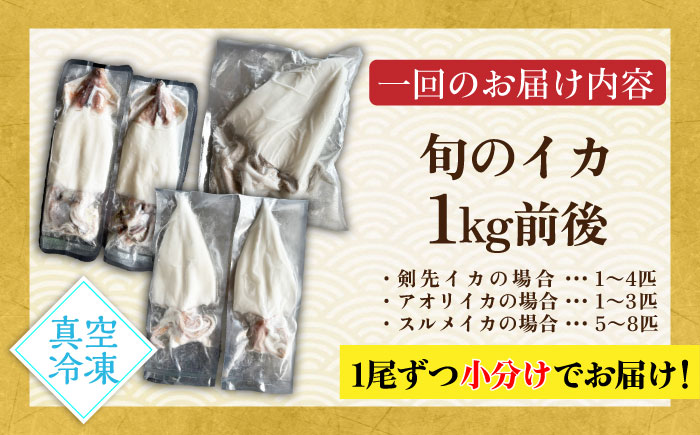 【全12回定期便】旬のイカ刺身1kg前後《壱岐市》【馬渡水産】イカ いか 烏賊 剣先 アオリ あおり スルメ するめ 刺身 刺し身 お刺身 海鮮 魚貝 冷凍配送 産地直送 [JAQ033]
