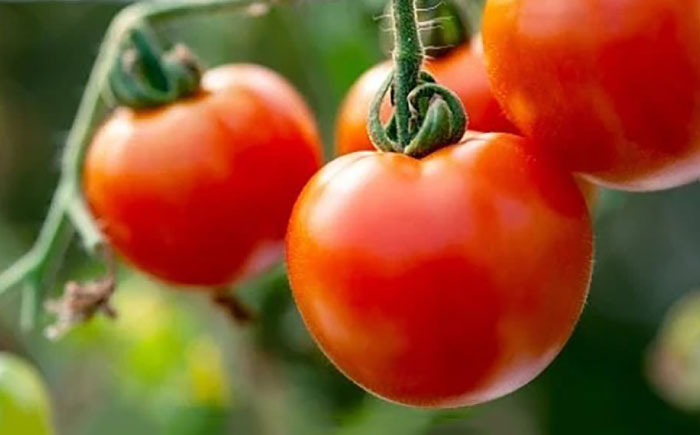 トマト 壱岐あかね  3箱(5個-10個×9パック) 《壱岐市》【フレッシュメイト壱岐】[JAZ003]  野菜 農産物 天然酵母 完熟 22000 22000円