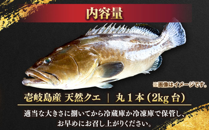 天然クエ（2キロ台・丸もの） 《壱岐市》【壱岐島　玄海屋】[JBS040]  魚 刺身 しゃぶしゃぶ  150000 150000円 15万円