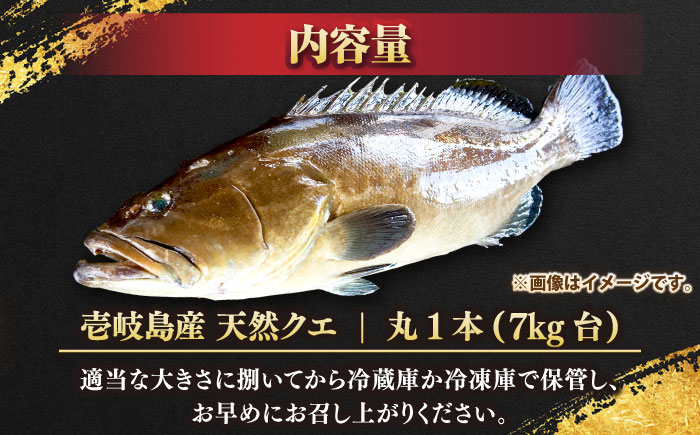 天然クエ（7キロ台・丸もの） 《壱岐市》【壱岐島　玄海屋】[JBS045] 魚 刺身 しゃぶしゃぶ  510000 510000円 51万円