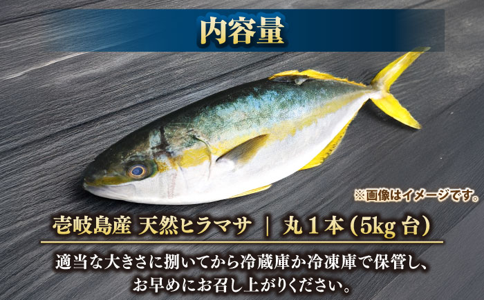 壱岐島産天然ヒラマサ（5キロ台・丸もの） 《壱岐市》【壱岐島　玄海屋】[JBS070] ヒラマサ 魚 刺身 煮物 カルパッチョ お寿司 77000 77000円