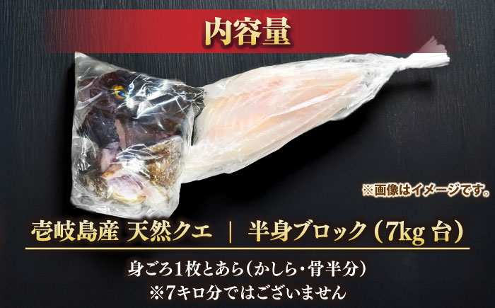 天然クエ（一本丸ものサイズ 7キロ台・半身ブロック） [JBS097] 280000 280000円 28万円