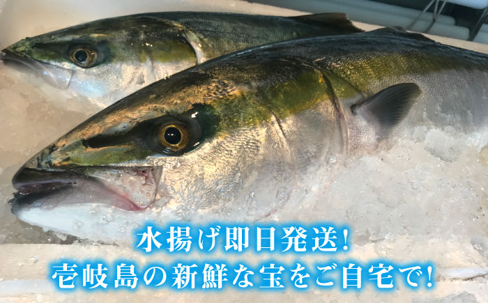 【お歳暮対象】【年内発送】【お正月用】壱岐島産天然寒ブリ（6ｷﾛ台・丸もの） [JBS126]