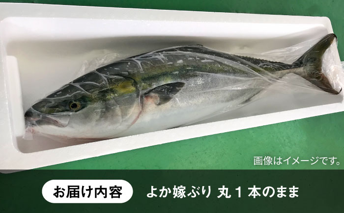 【12/20～翌1/5お届け】壱岐島産天然寒ブリ よか嫁ぶり（4キロ台・丸もの）《壱岐市》【壱岐島 玄海屋】 [JBS130] 4キロ台