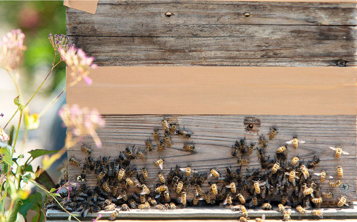 日本蜜蜂 ミツロウ 2kg 《壱岐市》【憲ちゃんハチミツ】[JCL014] 蝋燭 蜜蝋 ロウソク ろうそく 日本蜜蜂 ギフト プレゼント 贈り物 はちみつ 97000 97000円