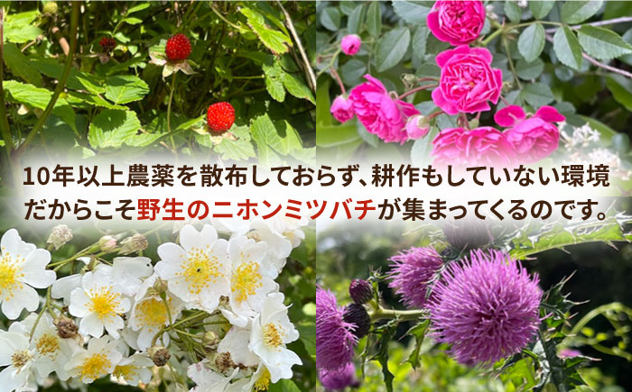 壱岐桃源郷蜂蜜 計900g （450g × 2本）  《壱岐市》【角丸】 [JDK058] 66000 66000円 はちみつ