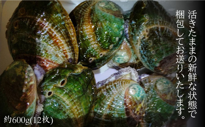 あわび 活き！壱岐！養殖アワビ 約 500g (約 50g × 10枚)【住吉水産】 [JDQ001] 鮑 アワビ 海鮮 18000 18000円