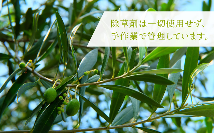 【年内発送】オリーブリーフパウダー 《壱岐市》【壱岐オリーブ園】[JDU003] 12000 12000円