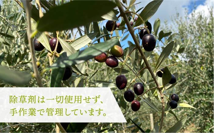 オリーブ抹茶のジンジャーシロップ [JDU007] 11000 11000円