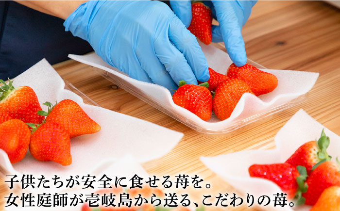 【先行予約】【全3回定期便】いちご イチゴ 苺 ゆめのか 恋みのり 計 1kg「ゆめ恋セット」 （250g × 4パック）【2026年2月以降順次発送】《壱岐市》【蒼花】 [JEO003] 45000 45000円