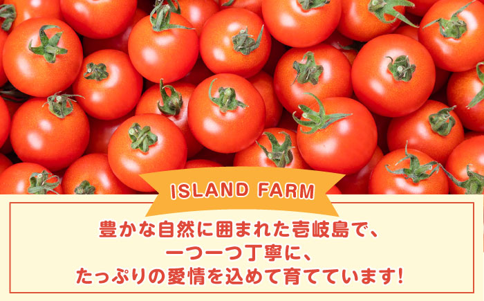 ミディアムトマト バラ 3kg（1.5kg×2箱）《壱岐市》【ISLAND FARM】 トマト 生鮮 野菜 夏 22000 22000円 [JFL002]