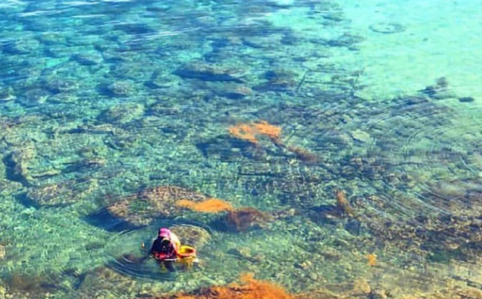 【先行予約】生ウニ 60g 【2026年6月以降順次発送】《壱岐市》【丸昇水産】 うに 雲丹 ウニ 希少 産地直送 ミョウバン不使用 無添加 [JFZ005]