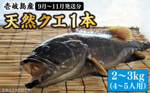 【9月～11月限定】 天然 クエ 丸もの 1本 2～3kg（鍋・刺身4～5人用）《壱岐市》【丸和水産】[JCJ010] 63000 63000円