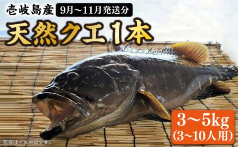 【9月～11月限定】 天然 クエ 丸もの 1本 3～5kg（鍋・刺身 5～10人用）《壱岐市》【丸和水産】[JCJ011] 100000 100000円 10万円