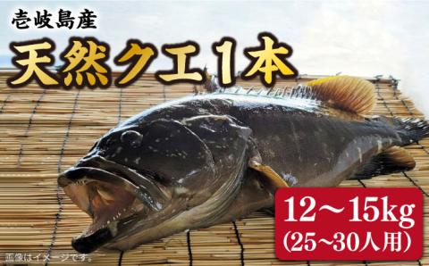 【9月～翌年1月限定】 天然 クエ 1本 12～15kg （鍋・刺身25～30人用）600000 600000円 60万円 [JCJ012]